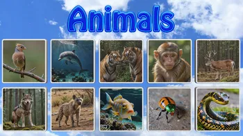 Animals cover image