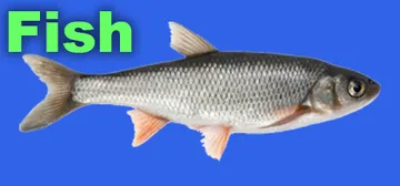 Fish cover image