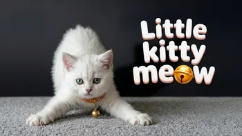 Little Kitty Meow cover image