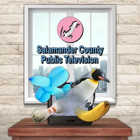 Salamander County Public Television cover image